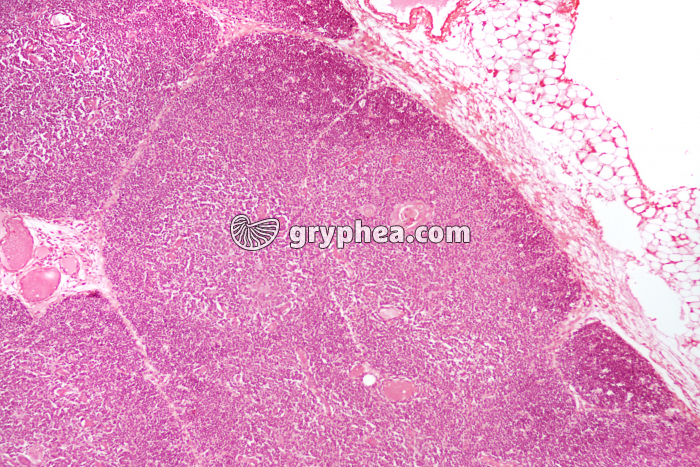 Thymus jeune x25 - gryphea.org